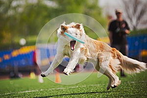 Border collie dog catching the flying disc