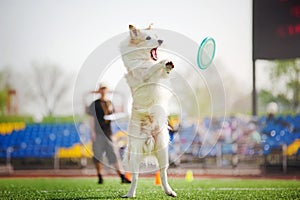 Border collie dog catching the flying disc