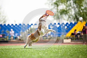 Border collie dog catching the flying disc