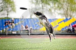 Border collie dog catching the flying disc