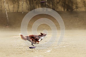 Border collie dog catching frisbee