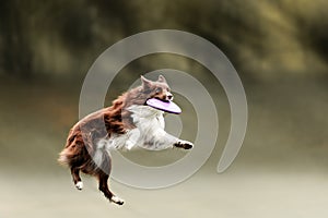 Border collie dog catching frisbee