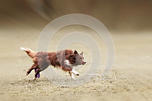 Border collie dog catching frisbee