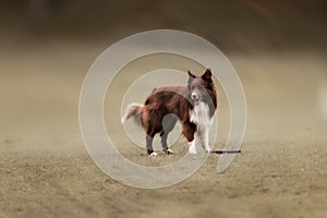 Border collie dog catching frisbee