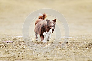 Border collie dog catching frisbee