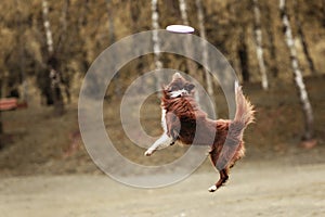 Border collie dog catching frisbee