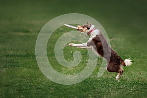 Border collie dog catching frisbee