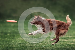 Border collie dog catching frisbee