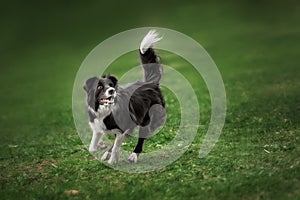 Border collie dog catching frisbee