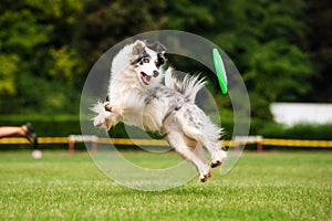 Border collie dog catching frisbee in jump