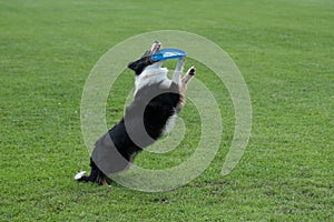 Border collie dog catching frisbee in jump outdoor. Selective fo