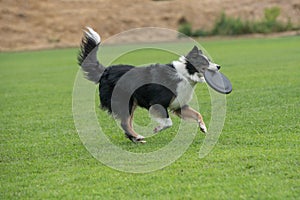 Border collie dog catching frisbee in jump outdoor. Selective focus