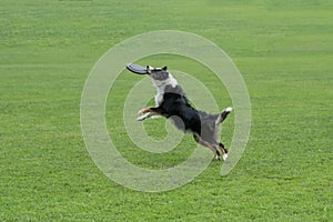 Border collie dog catching frisbee in jump outdoor. Selective focus