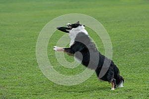 Border collie dog catching frisbee in jump outdoor. Selective focus