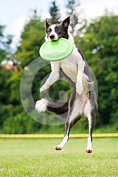 Border collie dog catching frisbee in jump photo