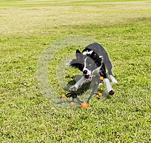 Border Collie Fetching Dog Toy at Park