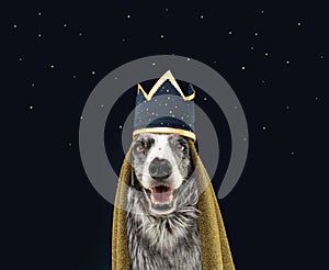 Border collie dog celebrating The Three Magi King of Orient, The Three Wise, Melchior, Caspar and Balthasar. Isolated on blue