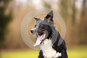 Border Collie Dog close up portrait posing outdoors with a happy emotion, staring curious with a smiley face looking focused.