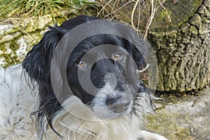 Border Collie dog