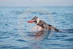 A Border Collie dog dashes through the ocean waves, water splashing around