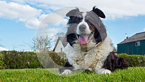 Border collie dog in Devon UK