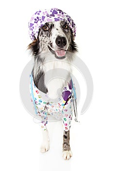 Border collie dog dressed as veterinarian wearing stethoscope and cap, hospital gown and cap, looking up. Isolated on white photo