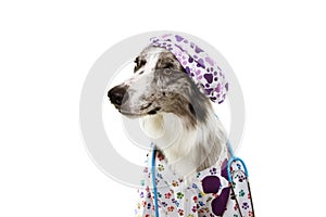 Border collie dog dressed as veterinary wearing stethoscope, cap and hospital gown. Isolated on white background. looking side