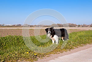 Border Collie dog in Dutch farmland