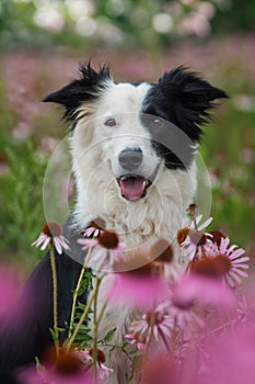 Frontiere il cane fiore 