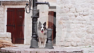 A Border Collie dog explores a historic street, curiosity in every step