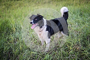 Border Collie Dog photo