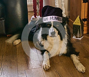 Border Collie Dog with funny Bah Humbug Christmas Hat photo