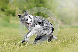 border collie dog funny photo trick