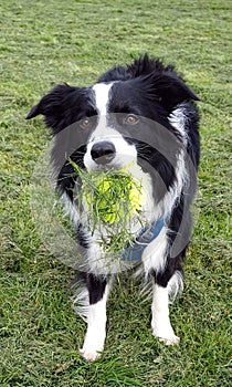 Border Collie Dog with a grass covered ball in his mouth photo