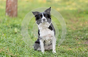 Border collie dog in the green