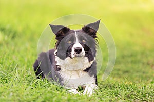 Border collie dog in the green