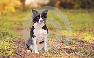 Border collie dog in the green