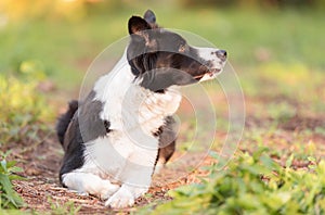 Border collie dog in the green