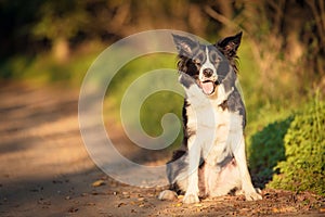 Border collie dog in the green