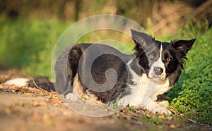 Border collie dog in the green