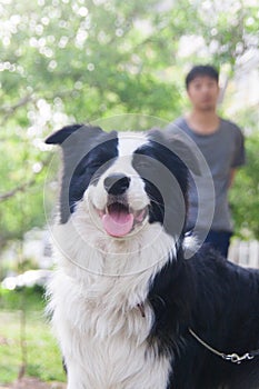 Border Collie dog with happy smile on face