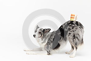 The Border Collie dog has bowed and is holding a colorful cup of tea on his back. The dog is colored in shades of white
