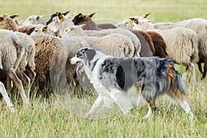 Border collie dog herding a flock of sheep