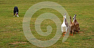 Border Collie Dog herding Indian Runner Ducks.