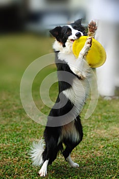 Border collie dog holding toy