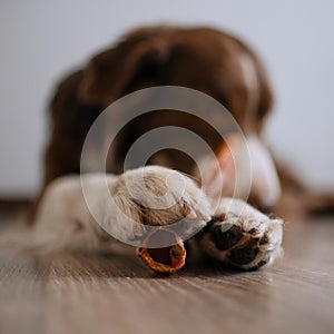 Border Collie dog holds a treat in his paws