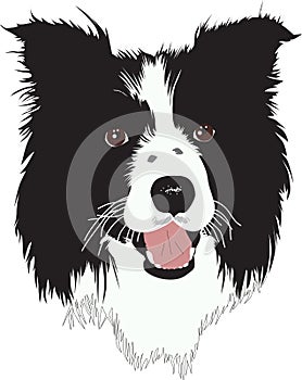 Border Collie dog - Illustration