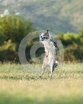 A Border Collie dog jubilantly leaps into the air, catching a blue ball