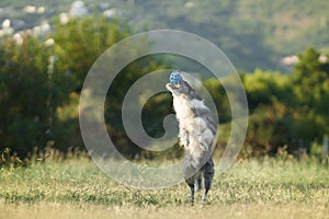 A Border Collie dog jubilantly leaps into the air, catching a blue ball