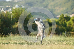 A Border Collie dog jubilantly leaps into the air, catching a blue ball